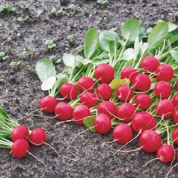 Насіння редиски Ролекс F1 /5.000 насінин (2,75-3,00 мм)/ *Bejo Zaden*