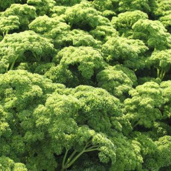 Петрушка кудрявая Петра /500 грамм/ *Bejo Zaden*