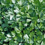 Петрушка листовая Риалто /500 грамм/ *Bejo Zaden*