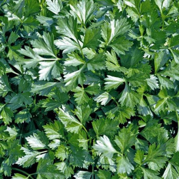 Насіння петрушки листової Ріалто /500 грам/ *Bejo Zaden*