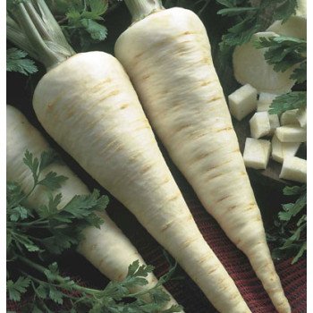 Петрушка корневая Игл /500 грамм/ *Bejo Zaden*