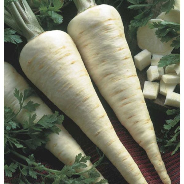 Насіння петрушки кореневої Голок /500 грам/ *Bejo Zaden*