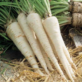 Петрушка корневая Арат /50 грамм/ *Bejo Zaden*