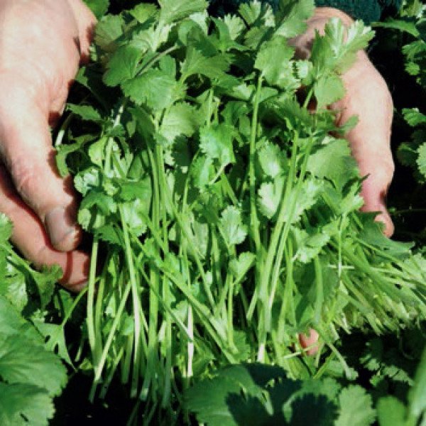 Насіння коріандру Карібе /50 грам/ *Bejo Zaden*