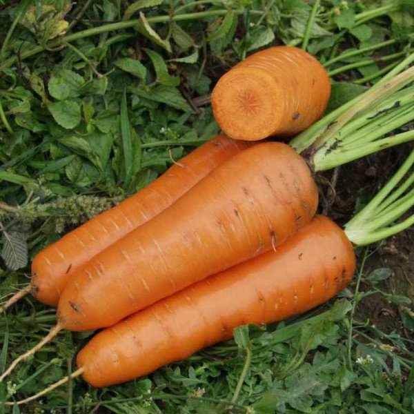 Насіння моркви Канада F1 /1.000.000 насінин (1,6-1,8 мм)/ *Bejo Zaden*