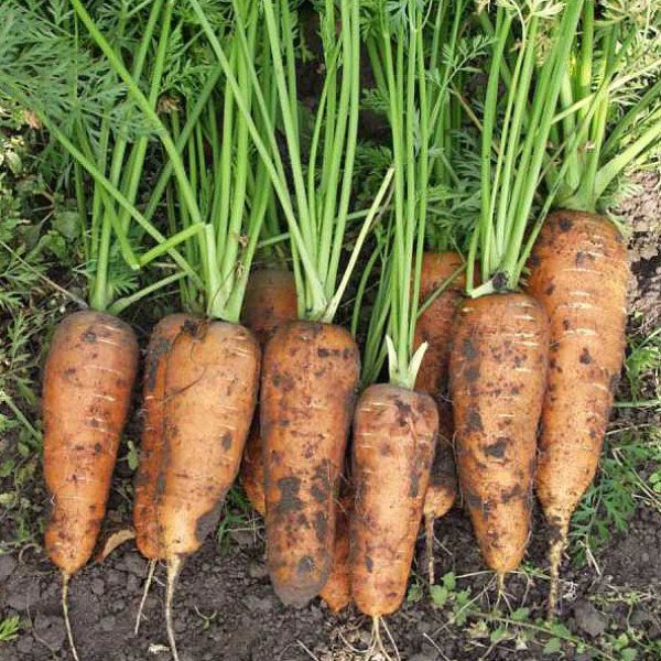 Семена моркови Каскад F1 /1.000.000 семян (1,6-1,8 мм)/ *Bejo Zaden*