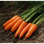 Морква Каскад F1 /1.000.000 насінин (2,0-2,2 мм)/ *Bejo Zaden*