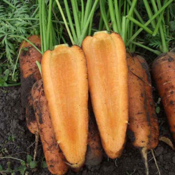 Семена моркови Каскад F1 /1.000.000 семян (2,2-2,4 мм)/ *Bejo Zaden*