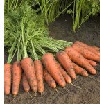 Морква Купар F1 /1.000.000 насінин (1,8-2,0 мм)/ *Bejo Zaden*