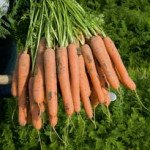 Морква Нерак F1 /1.000.000 насінин (2,2-2,4 мм)/ *Bejo Zaden*