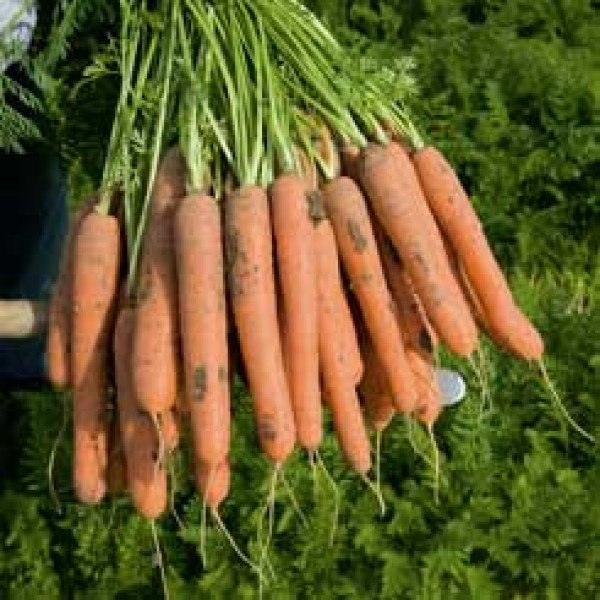 Насіння моркви Нерак F1 /1.000.000 насінин (2,2-2,4 мм)/ *Bejo Zaden*