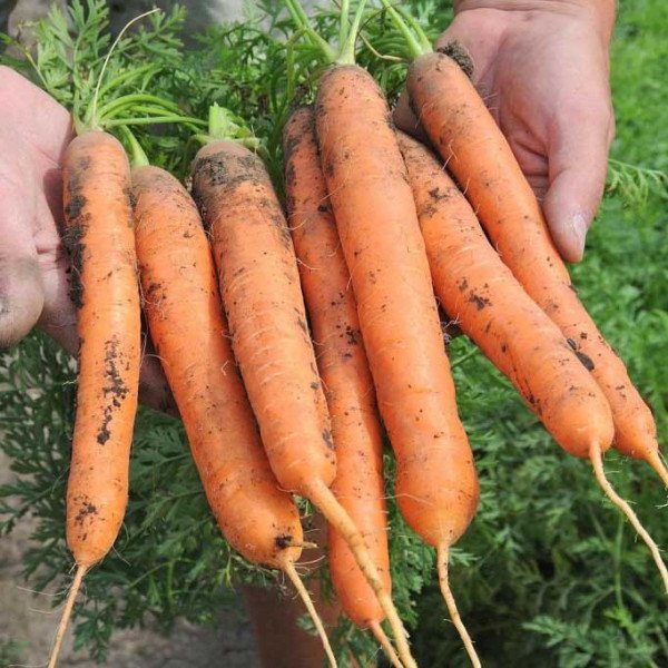 Семена моркови Балтимор F1 /1.000.000 семян (2,2-2,4 мм)/ *Bejo Zaden*