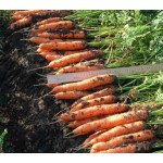 Морковь Белградо F1 /1.000.000 семян (1,8-2,0 мм)/ *Bejo Zaden*