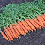 Морква Белградо F1 /1.000.000 насінин (2,2-2,4 мм)/ *Bejo Zaden*