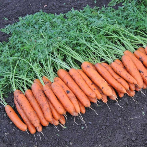 Насіння моркви Белградо F1 /1.000.000 насінин (2,2-2,4 мм)/ *Bejo Zaden*