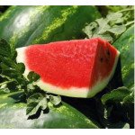 Кавун ВДЛ 5003 (Арашан) F1 /1.000 насінин/ *Syngenta*