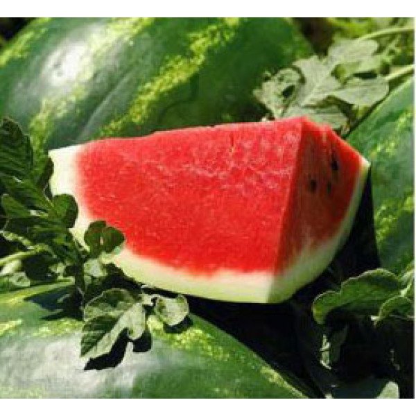 Семена арбуза ВДЛ 5003 (Арашан) F1 /1.000 семян/ *Syngenta*