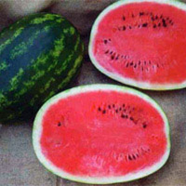 Насіння кавуна Карістан F1 /1.000 насінин/ *Syngenta*