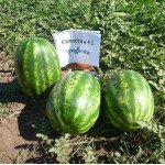 Кавун Карістан F1 /1.000 насінин/ *Syngenta*