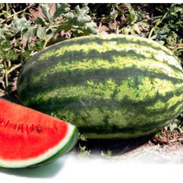 Семена арбуза Астрахан F1 /1.000 семян/ *Syngenta*