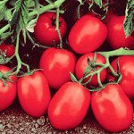 Томат Чіблі F1 /100 насінин/ *Syngenta*