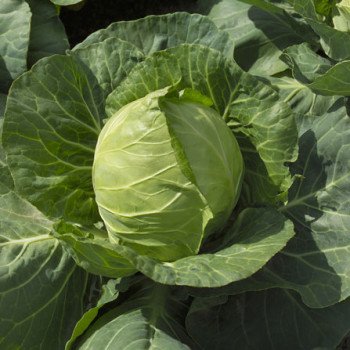 Капуста белокочанная Етма F1 /1.000 семян калибр/ *Rijk Zwaan*