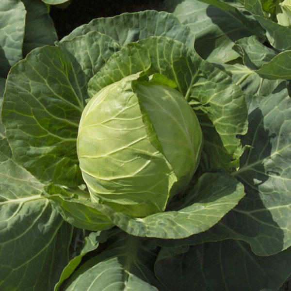 Насіння капусти білокачанної Етма F1 /1.000 насінин калібр/ *Rijk Zwaan*