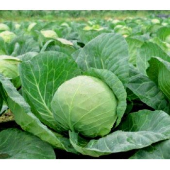 Капуста белокочанная Лема F1 /1.000 семян калибр/ *Rijk Zwaan*