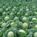 Капуста белокочанная Лема F1 /2.500 семян калибр/ *Rijk Zwaan*