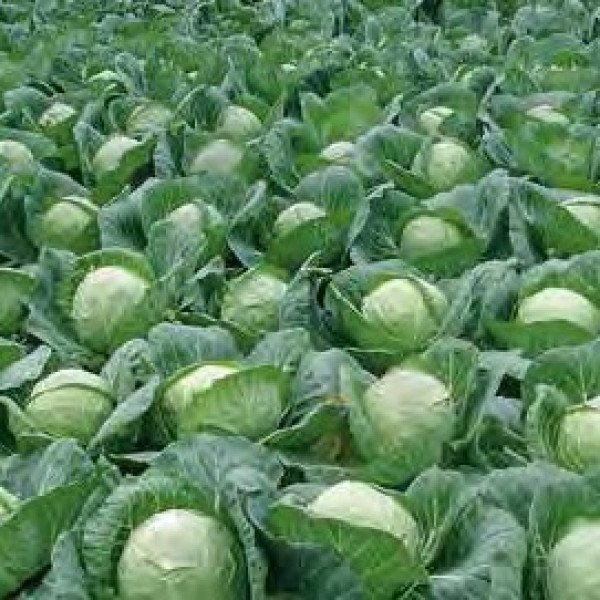 Насіння капусти білоголової Лема F1 /2.500 насінин калібр/ *Rijk Zwaan*