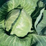 Капуста белокочанная Рейма F1 /1.000 семян/ *Rijk Zwaan*