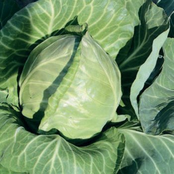 Капуста белокочанная Рейма F1 /1.000 семян/ *Rijk Zwaan*