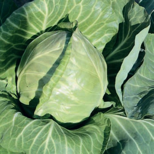 Насіння капусти білоголової Рейма F1 /2.500 насінин/ *Rijk Zwaan*