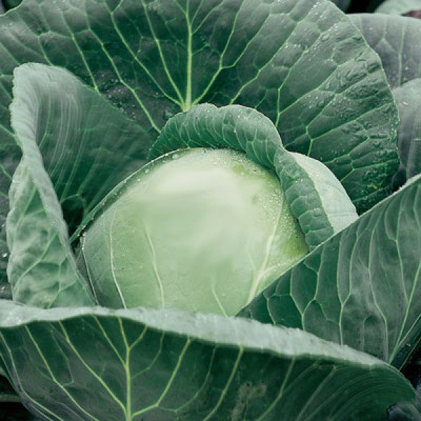 Насіння капусти білокачанної Адема F1 /1.000 насінин/ *Rijk Zwaan*