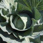 Капуста белокочанная Такома F1 /1.000 семян/ *Rijk Zwaan*