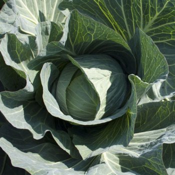 Капуста белокочанная Такома F1 /1.000 семян/ *Rijk Zwaan*