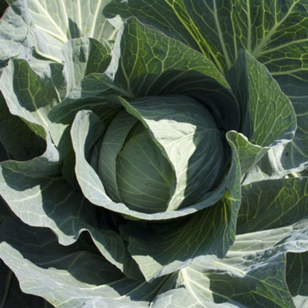 Насіння білоголової капусти Такома F1 /1.000 насінин/ *Rijk Zwaan*