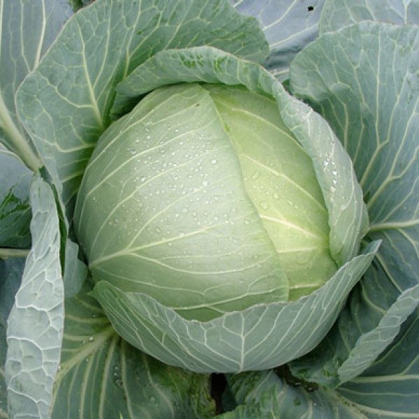 Насіння білоголової капусти Такома F1 /2.500 насінин/ *Rijk Zwaan*