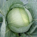 Капуста белокочанная Такома F1 /1.000 семян калибр/ *Rijk Zwaan*