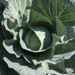 Капуста белокочанная Такома F1 /2.500 семян калибр/ *Rijk Zwaan*