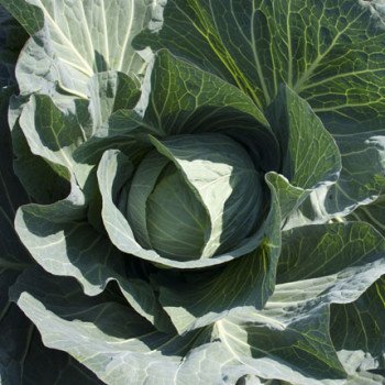 Капуста белокочанная Такома F1 /2.500 семян калибр/ *Rijk Zwaan*