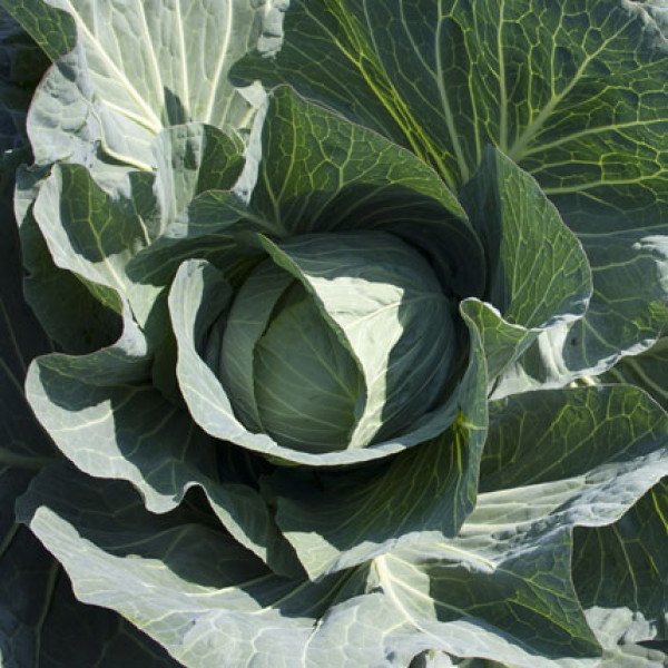 Насіння білоголової капусти Такома F1 /2.500 насінин калібр/ *Rijk Zwaan*