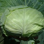 Капуста белокочанная Мультима F1 /1.000 семян/ *Rijk Zwaan*