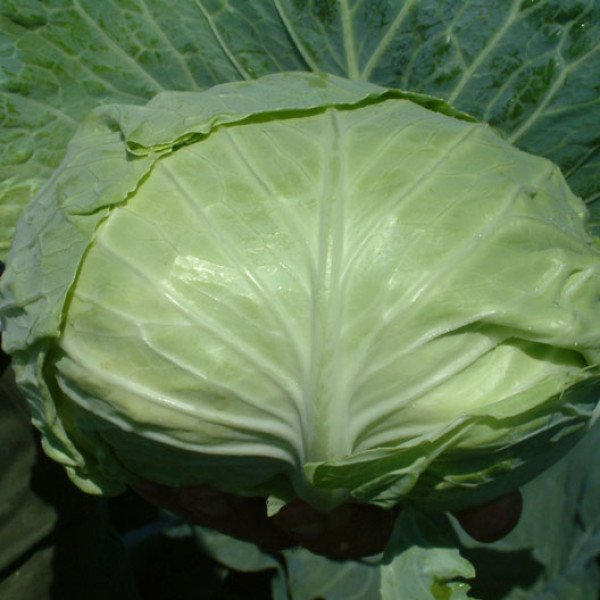 Насіння капусти білоголової Мультима F1 /1.000 насінин/ *Rijk Zwaan*