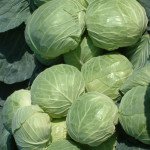 Капуста белокочанная Мультима F1 /2.500 семян/ *Rijk Zwaan*