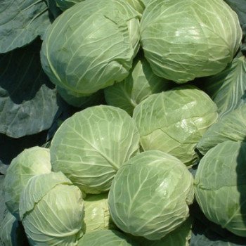 Капуста белокочанная Мультима F1 /2.500 семян/ *Rijk Zwaan*