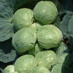 Капуста белокочанная Мультима F1 /1.000 семян калибр/ *Rijk Zwaan*