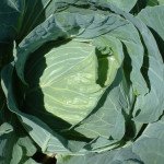 Капуста білоголова Мультима F1 /2.500 насінин калібр/ *Rijk Zwaan*