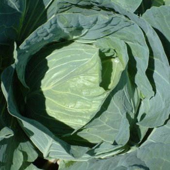 Капуста белокочанная Мультима F1 /2.500 семян калибр/ *Rijk Zwaan*