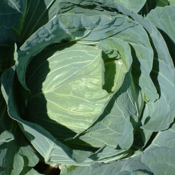 Насіння капусти білоголової Мультима F1 /2.500 насінин калібр/ *Rijk Zwaan*